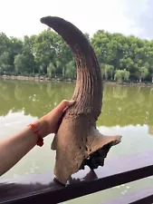 2.1kg huge natural Bison horn specimen from Ice Age Pleistocene