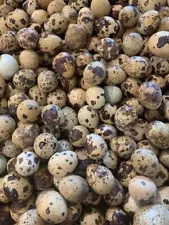 6 Coturnix quail hatching eggs Tuxito White Splash Brown