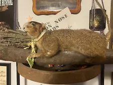 Scary Squirrel Taxidermy