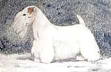 Sealyham Terrier Limited Edition Giclee Art Print