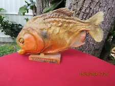 Vintage~Taxidermy RED BELLY Piranha~Mounted Free Standing~Venezuela~Circa 1950's