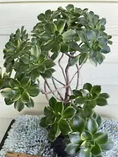 Aeonium Moonburst Tree Live Plant