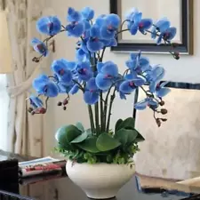 Blue Orchid Seeds - 20 Seeds