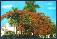 royal poinciana tree for sale florida