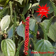 Black Pepper Plant / Indian Pepper / Piper nigrum / Live Stem for Growing 3 Nos