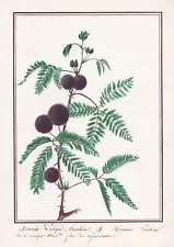 Shameful Sense Plant Mimosa Pudica Botany Botany Watercolor Drawing 1830