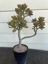 large jade plant for sale