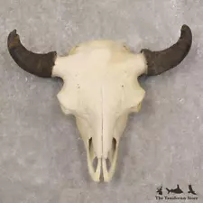 #22583 E| XL American Buffalo/Bison Skull Taxidermy Mount For Sale