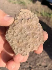 ☘️RR⚒: Fossil Coral Unknown Locale, 2.75”