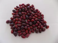 100 Mescal Beans/Texas Mountain Laurel Seeds for Crafts Bandoliers Chokers