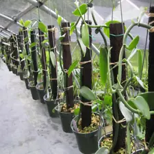 3+ Vanilla Planifolia Orchid-Plant Specie Rooted Live Cutting Vanilla Bean Plant