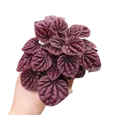 peperomia ruby cascade for sale