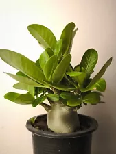 desert rose bonsai for sale