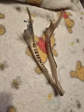 Deer Jaw Bone