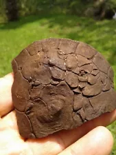 Awesome Deformed Fossil Extinct Box Turtle Shell Florida Fossil