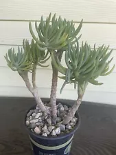 Super Rare Mermaid Tail Tree (Crested Senecio Vitalis)Succulent Live Plant