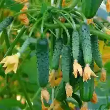 cucumber seeds for sale