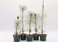 japanese white pine trees for sale