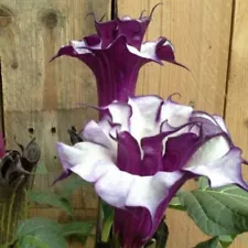 Datura Metel Devils Angels Trumpet Purple Fragrant Flower Live Plant Fast Grown