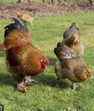 12 Pure Breed Brahma Hatching Egg For Sale … Colombian , Isabella And Patrage