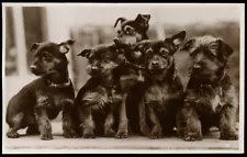 AUSTRALIAN TERRIER DOG B&W PHOTO POSTCARD - Puppies - Ellison Hawks