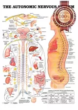 THE AUTONOMIC NERVOUS SYSTEM ANATOMICAL DIAGRAM CHART PRINT - PREMIUM POSTER