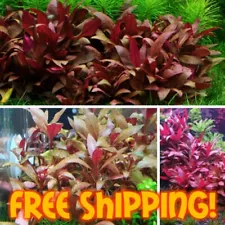 ✅SALE! 12 STEMS ALTERNANTHERA REINECKII MINI EASY RED LIVE AQUARIUM PLANT✅