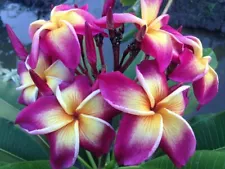 Rare Plumeria Yala, rare /limited ,1 cutting, no roots- imported, 8-10"