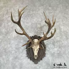 #26516 E | Red Deer Stag Skull Plaque Mount For Sale