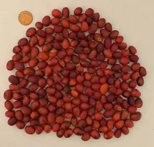 Mescal Beans - 200 - Texas mountain laurel seeds - for Native American jewelry