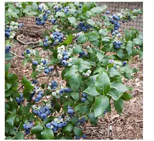 2 Plant Northland Blueberry Plant - Very Hardy - 2.5" Pot