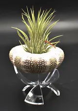 Air Plant Kit: Alfonso Sea Urchin + Tillandsia + Stand. About 3" Beautiful Decor