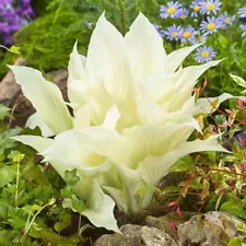 100 White Hosta Plant Seeds Hosta plantaginea Garden Flowers Perennials