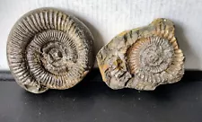 2 FOSSILS FOR SALE IN ONE LOT NORMAL PRICE £7.99 EACH NOW £8.00 FOR 5