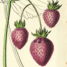 1828 LINDLEY POMOLOGY Hand-Colored Fruit Engraving, Pl. 31, STRAWBERRY