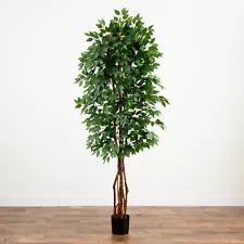 outdoor ficus tree for sale