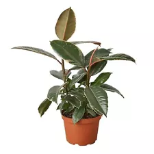 Ficus Elastica 'Tineke'-3" Pot