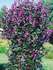 Organic Flower Seeds Hyacinth Bean "Dolichos Lablab" Natural Vine Beans, Ukraine