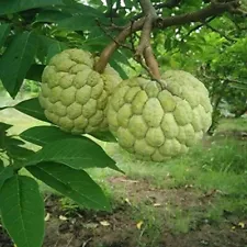 Custard Apple Seeds Sitafal SeetaPal Apple Fruit Seed For Garden- 100 Seeds