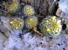 100 Mammillaria picta south of TULA, MEXICO semillas korn rare cactus seeds