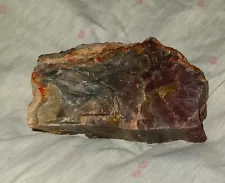 petrified wood for sale