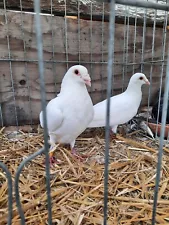 fertile pigeon eggs for sale