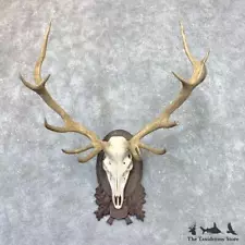 #22570 P | Red Deer Stag Skull Antler European Taxidermy Mount For Sale