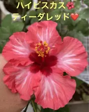 Hibiscus Seedling ️ Tiida Red ️ Rust