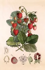 Strawberry Plant --POSTCARD