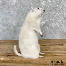 #27116 WC* | Albino Prairie Dog Life-Size Mount For Sale