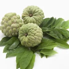 25 Sugar Apple Seeds Custard Apple Annona Squamosa Sweetsop Seed Organic