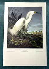 J.J.Audubon " Snowy Heron " No 49 Plate Havell Edition Reproduction Print 10x15"