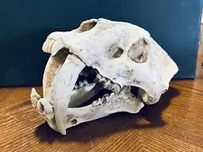 Decorative Ornament of a Saber-toothed Tiger Skull Model