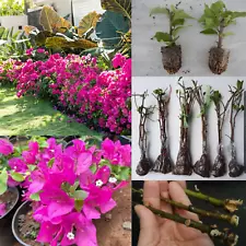 Bougainvillea Flowering Pink Color Live HighQuailty Rare Growing Plant Cuttings